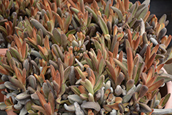 Chocolate Soldier Panda Plant (Kalanchoe tomentosa 'Chocolate Soldier') at Canadale Nurseries