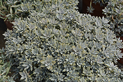 Ghost Plant (Graptopetalum paraguayense) at Canadale Nurseries