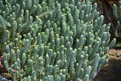 Blue Spruce Stonecrop (Sedum reflexum) at Canadale Nurseries