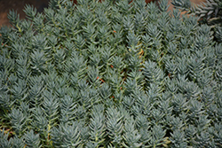 Blue Spruce Stonecrop (Sedum reflexum) at Canadale Nurseries