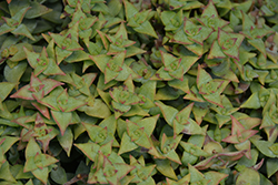 String Of Buttons (Crassula perforata) at Canadale Nurseries