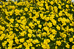 Penny Yellow Pansy (Viola cornuta 'Penny Yellow') at Canadale Nurseries