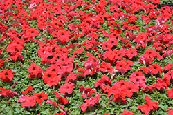 Pretty Grand Red Petunia (Petunia 'Pretty Grand Red') at Canadale Nurseries