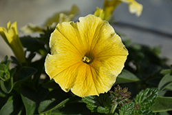 Bee's Knees Petunia (Petunia 'Balcobees') at Canadale Nurseries