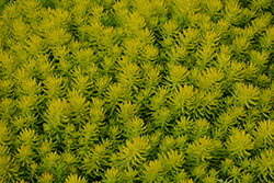 Sunsparkler Angelina's Teacup Stonecrop (Sedum rupestre 'Angelina's Teacup') at Canadale Nurseries