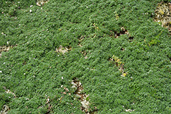 Elfin Creeping Thyme (Thymus praecox 'Elfin') at Canadale Nurseries