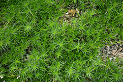 Irish Moss (Sagina subulata) at Canadale Nurseries