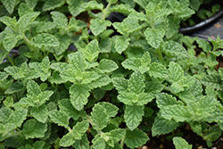 Strawberry Peppermint (Mentha x piperita 'Strawberry') at Canadale Nurseries
