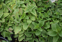 Italian Oregano (Origanum vulgare 'Italian') at Canadale Nurseries