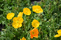 Champagne Bubbles Yellow Poppy (Papaver nudicaule 'Champagne Bubbles Yellow') at Canadale Nurseries