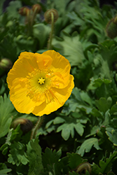 Champagne Bubbles Yellow Poppy (Papaver nudicaule 'Champagne Bubbles Yellow') at Canadale Nurseries