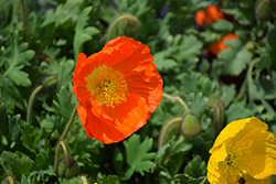 Champagne Bubbles Orange Poppy (Papaver nudicaule 'Champagne Bubbles Orange') at Canadale Nurseries