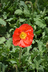 Champagne Bubbles Scarlet Poppy (Papaver nudicaule 'Champagne Bubbles Scarlet') at Canadale Nurseries