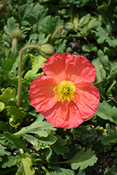 Champagne Bubbles Pink Poppy (Papaver nudicaule 'Champagne Bubbles Pink') at Canadale Nurseries