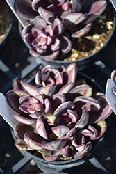 Maruba Benitsukasa Painted Echeveria (Echeveria nodulosa 'Maruba Benitsukasa') at Canadale Nurseries