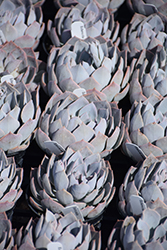 Canadian Echeveria (Echeveria 'Canadian') at Canadale Nurseries