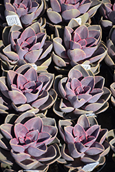 Red Sky Echeveria (Echeveria 'Red Sky') at Canadale Nurseries