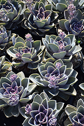 Perle Von Nurnberg Echeveria (Echeveria 'Perle Von Nurnberg') at Canadale Nurseries