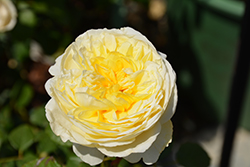 The Poet's Wife Rose (Rosa 'The Poet's Wife') at Canadale Nurseries