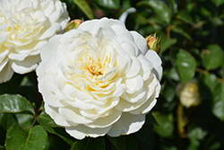 Tranquility Rose (Rosa 'Ausnoble') at Canadale Nurseries