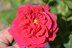 Thomas À Becket Rose (Rosa 'Auswinston') at Canadale Nurseries