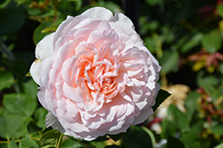 The Lady Gardener Rose (Rosa 'Ausbrass') at Canadale Nurseries