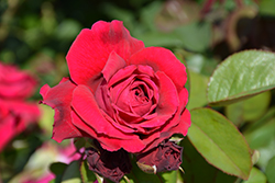 Tess Of The D'Urbervilles Rose (Rosa 'Tess Of The D'Urbervilles') at Canadale Nurseries