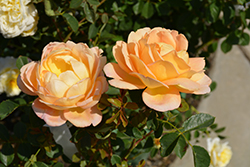 Lady Of Shalott Rose (Rosa 'Ausnyson') at Canadale Nurseries