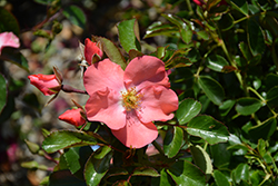 Flower Carpet Pink Supreme Rose (Rosa 'Flower Carpet Pink Supreme') at Canadale Nurseries