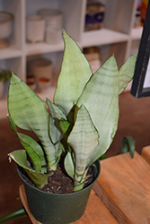 Moonshine Silver Snake Plant (Sansevieria trifasciata 'Moonshine') at Canadale Nurseries