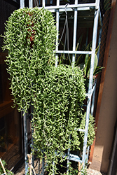 String of Bananas (Senecio radicans) at Canadale Nurseries