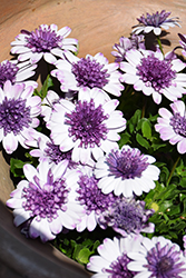 4D Violet Ice African Daisy (Osteospermum 'KLEOE18048') at Canadale Nurseries