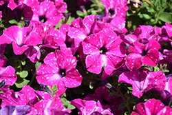 Headliner Enchanted Sky Petunia (Petunia 'KLEPH20580') at Canadale Nurseries