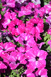 Headliner Enchanted Sky Petunia (Petunia 'KLEPH20580') at Canadale Nurseries