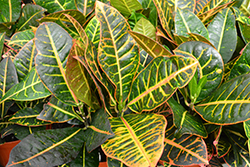 Petra Variegated Croton (Codiaeum variegatum 'Petra') at Canadale Nurseries