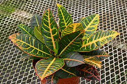 Petra Variegated Croton (Codiaeum variegatum 'Petra') at Canadale Nurseries