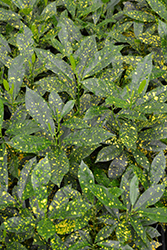 Gold Dust Variegated Croton (Codiaeum variegatum 'Gold Dust') at Canadale Nurseries