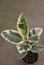 Chroma Tineke Rubber Plant (Ficus elastica 'Tineke') at Canadale Nurseries