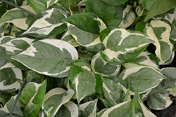 Pearls And Jade Pothos (Epipremnum aureum 'Pearls And Jade') at Canadale Nurseries