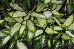 Camille Dieffenbachia (Dieffenbachia maculata 'Camille') at Canadale Nurseries