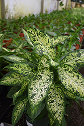 Compact Dieffenbachia (Dieffenbachia 'Compacta') at Canadale Nurseries