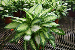 Camille Dieffenbachia (Dieffenbachia maculata 'Camille') at Canadale Nurseries