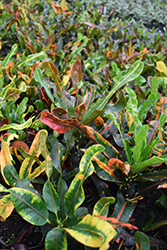 Mammy Croton (Codiaeum 'Mammy') at Canadale Nurseries