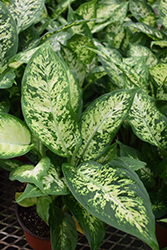 Compact Dieffenbachia (Dieffenbachia 'Compacta') at Canadale Nurseries