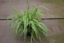 Reverse Variegated Spider Plant (Chlorophytum comosum 'Reverse Variegatum') at Canadale Nurseries