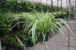 Reverse Variegated Spider Plant (Chlorophytum comosum 'Reverse Variegatum') at Canadale Nurseries