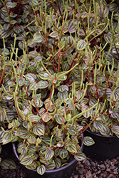 Piccolo Banda Peperomia (Peperomia albovittata 'Piccolo Banda') at Canadale Nurseries