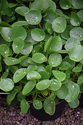 Chinese Money Plant (Pilea peperomioides) at Canadale Nurseries