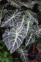 Polly Amazon Elephant's Ear (Alocasia amazonica 'Polly') at Canadale Nurseries