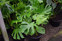 Adanson's Swiss Cheese Vine (Monstera adansonii) at Canadale Nurseries